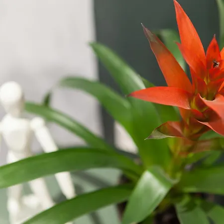 Balea San Sebastián