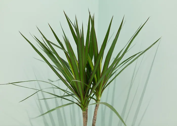 Balea Auberge de jeunesse *