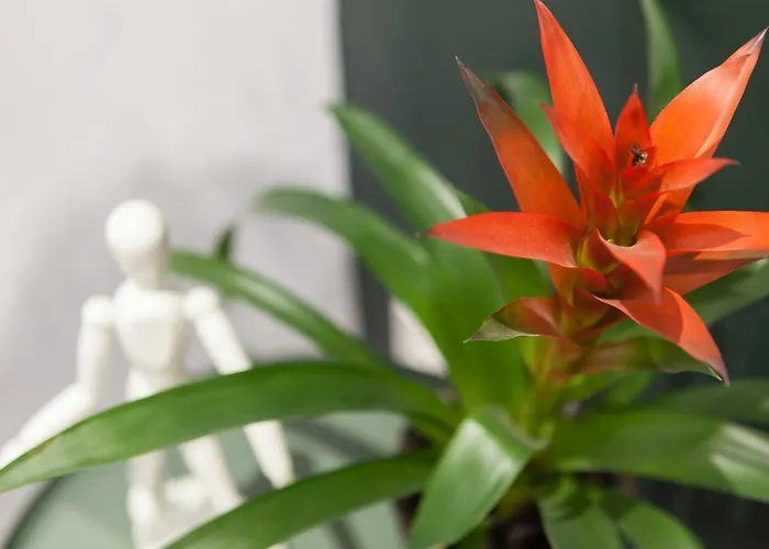 Balea Сан-Себастьян